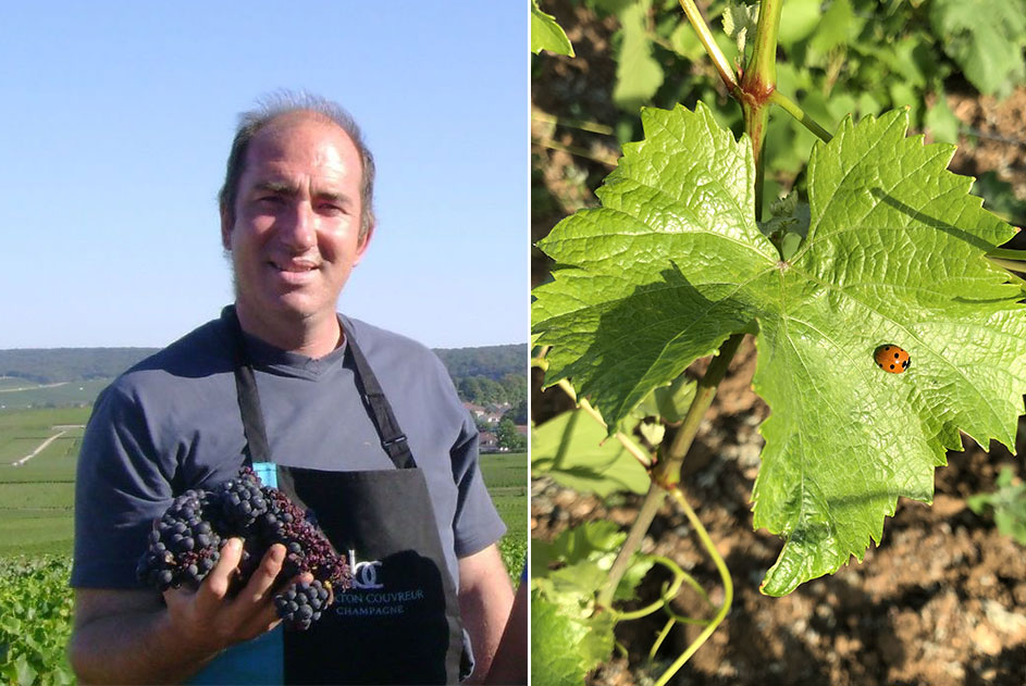 Dominique Beurton during harvest